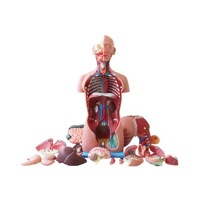 Human Torso Anatomical Model