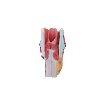 Larynx Anatomical Model