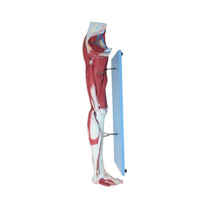 Leg Muscle Anatomy Model