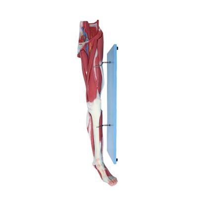 Leg Muscle Model Anatomy