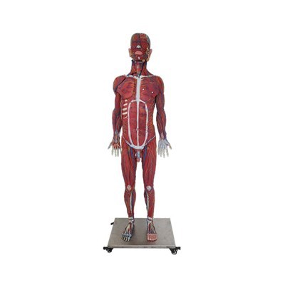 Male Anatomical Model