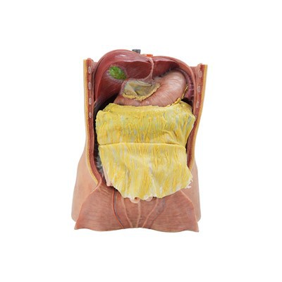 Medical Torso Model