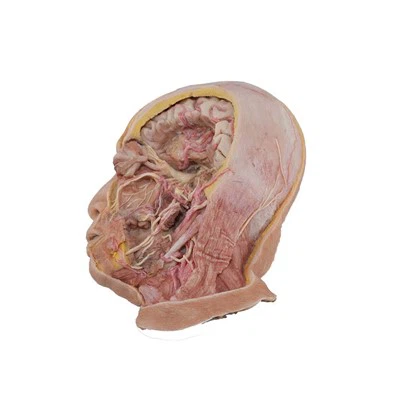 Nervous System Model