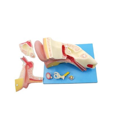 Parts Of The Ear Model