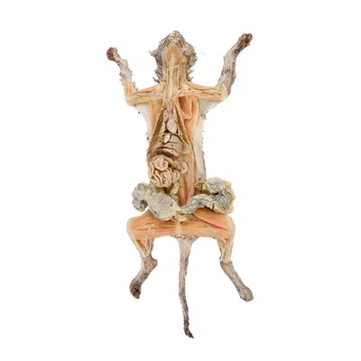 Plastinated Cat Specimen