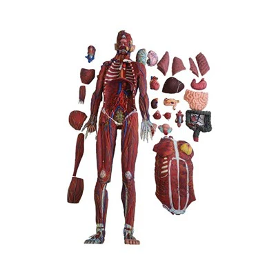 Science Model Human Body