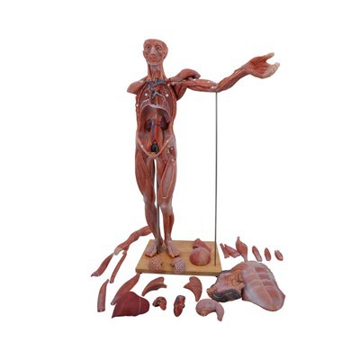 Silicone Anatomy Body Model