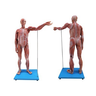 Silicone Anatomy Of The Human Body Model