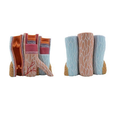 Human Tissue Artery And Vein Anatomy Model